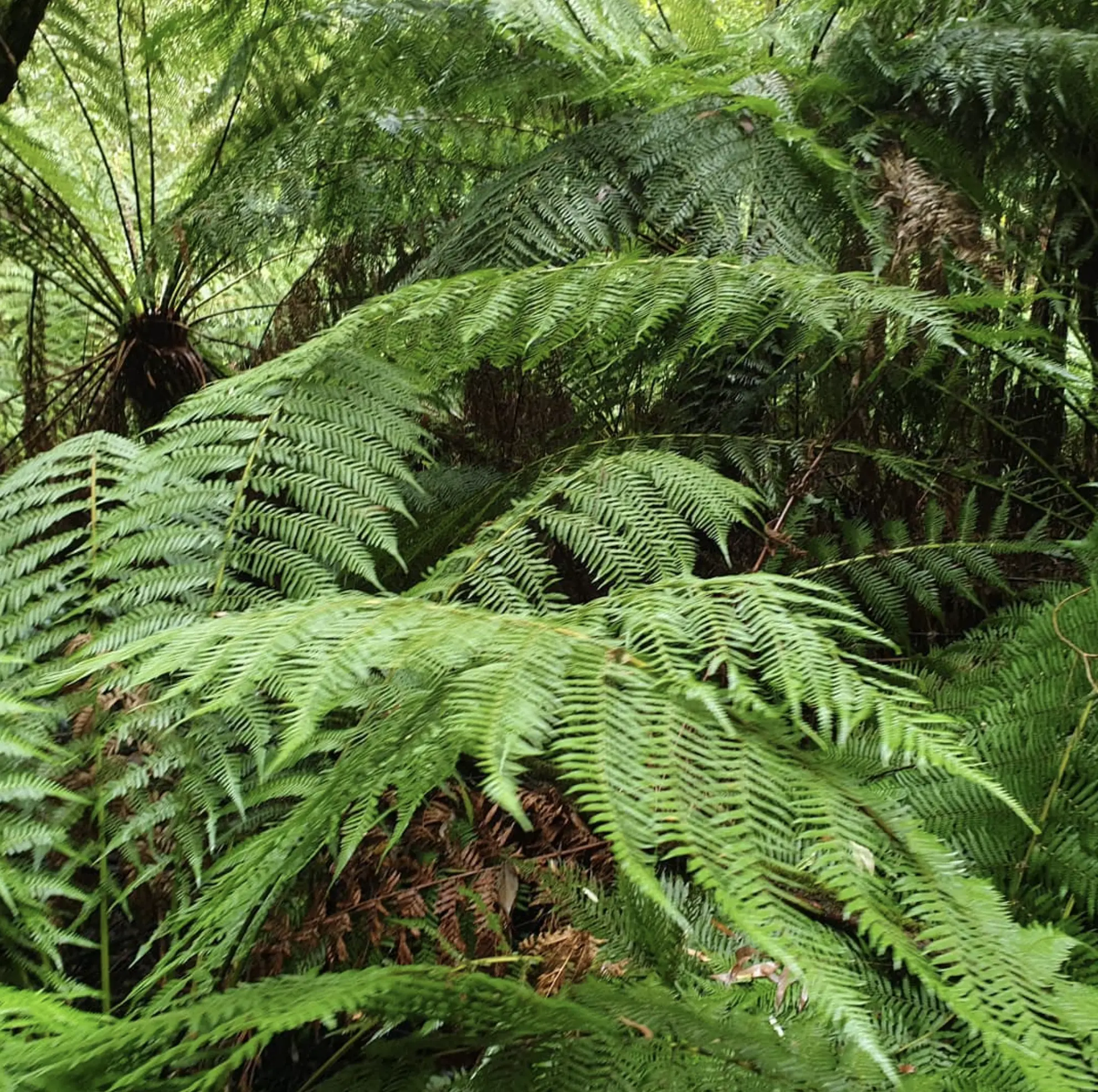 Otway National Park