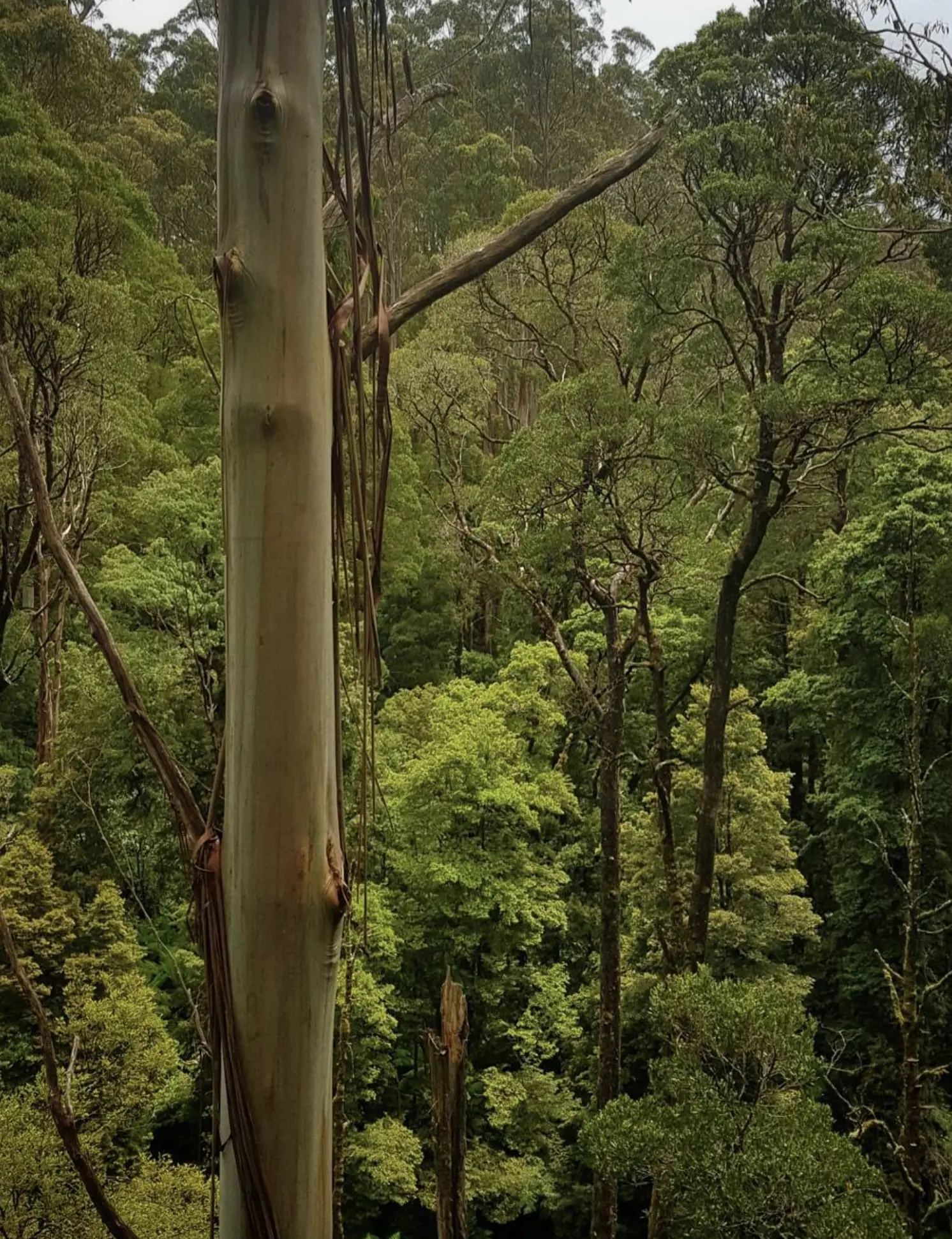 Otway Rainforest Walks