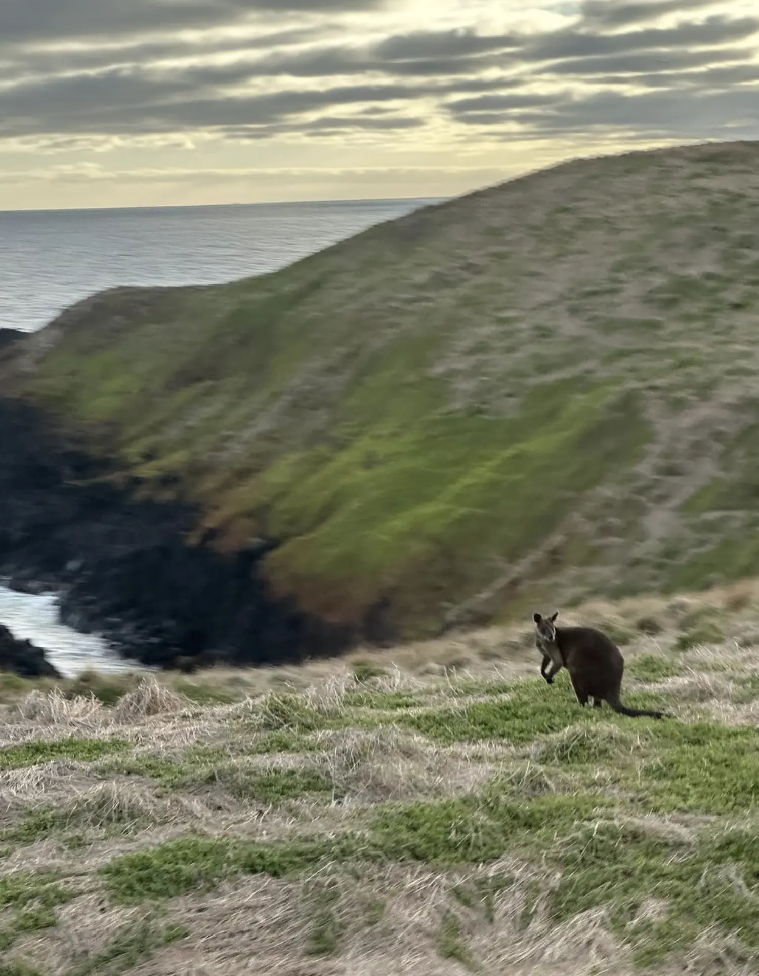 Phillip Island Wildlife